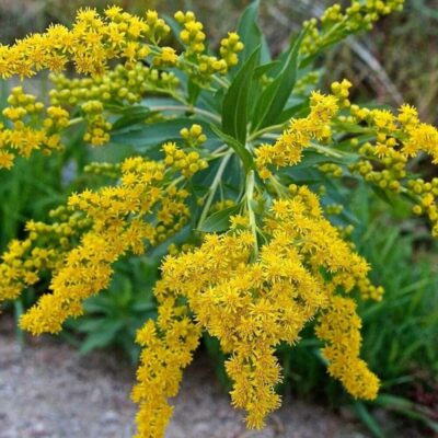 Solidago Canadiensis Goldilocks