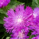 Stokesia Amethyst