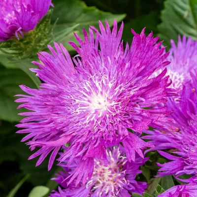 Stokesia Amethyst