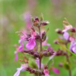 Teucrium Chamaedris Nanum