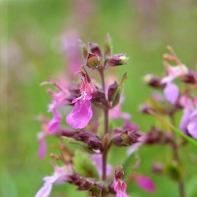 Teucrium Chamaedris Nanum