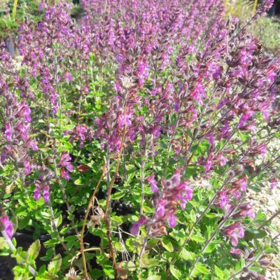 Teucrium Lucidrys