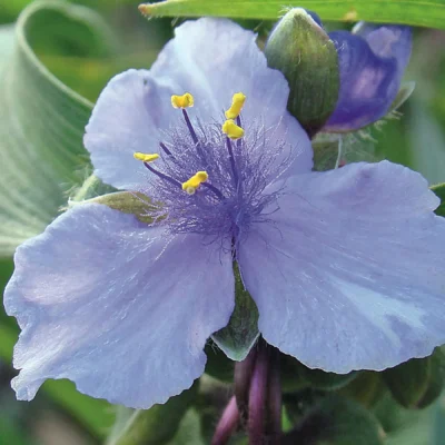 Tradescantia Andersoniana Ocean Blue