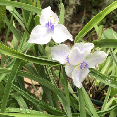 Tradescantia Andersoniana Osprey