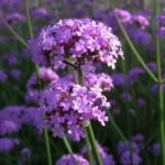 Verbena Bonariensis