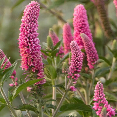 Veronica Longifolia First Love