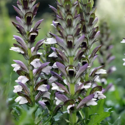Acanthus Mollis
