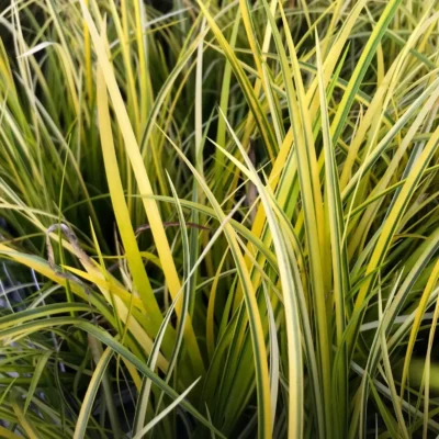 Acorus Gramineus Ogon