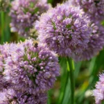 Allium Bubble Bath