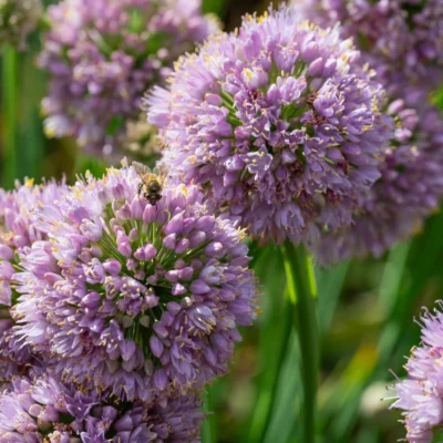 Allium Bubble Bath