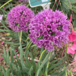 Allium Little Sapphire