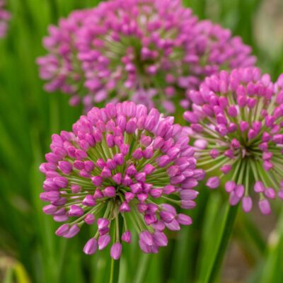 Allium Millenium