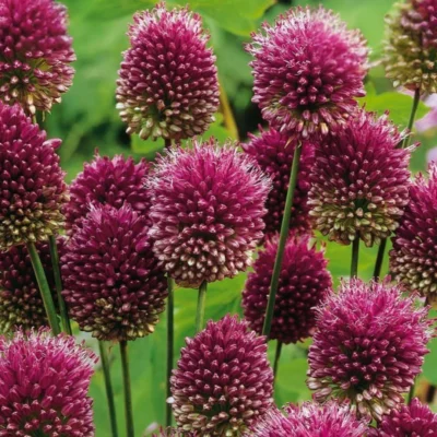 Allium Sphaerocephalon
