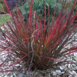 Andropogon Gerardii Red October