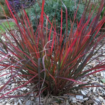Andropogon Gerardii Red October