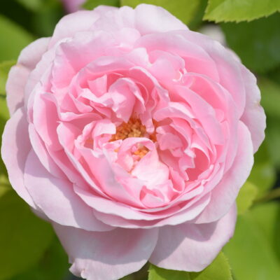 Baronesse de Rothschild