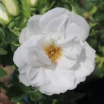 Blanc Double de Coubert