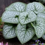Brunnera Macrophylla Jack of Diamond