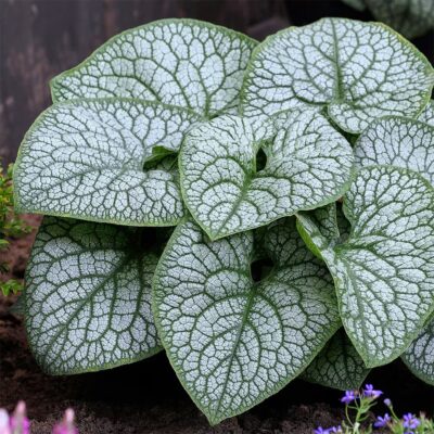 Brunnera Macrophylla Jack of Diamond