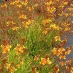 Bulbine Frutescens Hallmark