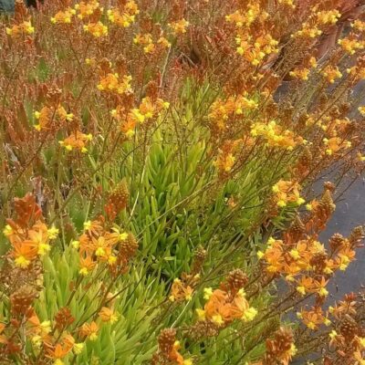 Bulbine Frutescens Hallmark