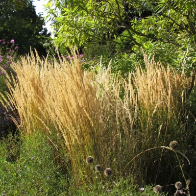 Calamagrostis X Acutiflora Karl Foerster