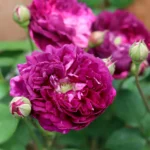 Cardinal de Richelieu