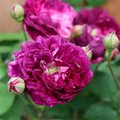 Cardinal de Richelieu