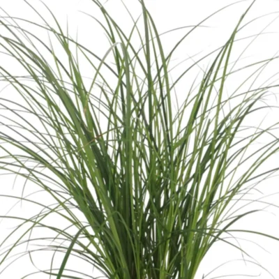 Carex Brunnea Magic Green