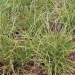Carex Howardii Phoenix Green