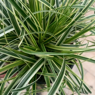 Carex X Hybrida Father Falls