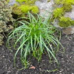 Carex X Hybrida Ribbon Falls