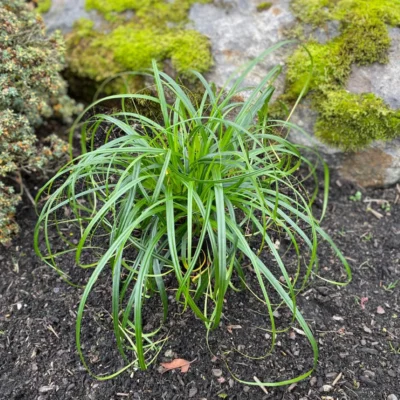 Carex X Hybrida Ribbon Falls