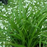Carex Morrowii Irish Green