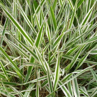 Carex Morrowii Ice Dance