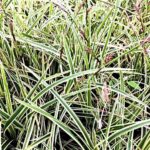 Carex Morrowii Vanilla Ice