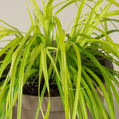 Carex Oshimensis Everillo