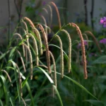 Carex Pendula