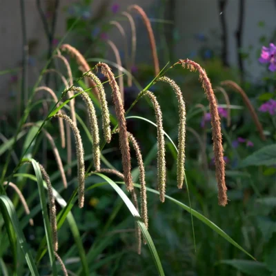 Carex Pendula