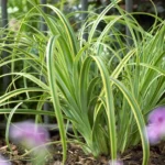 Carex Trifida Rekohu Sunrise