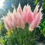 Cortaderia Selloana Rosea