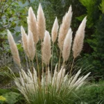 Cortaderia Selloana White Feather