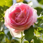 Cyclamen Pierre De Ronsard® Gpt