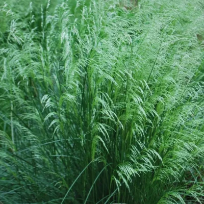 Deschampsia Caespitosa