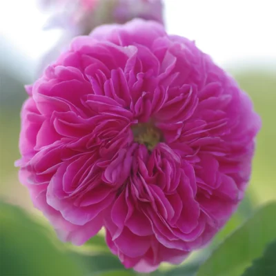 Duchesse De Cambridge