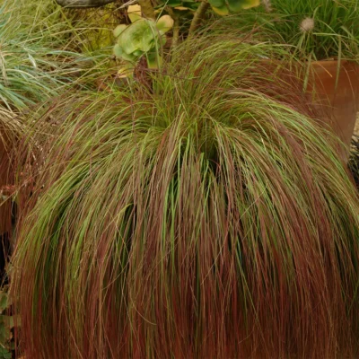 Eragrostis Curvula Totnes Burgundy