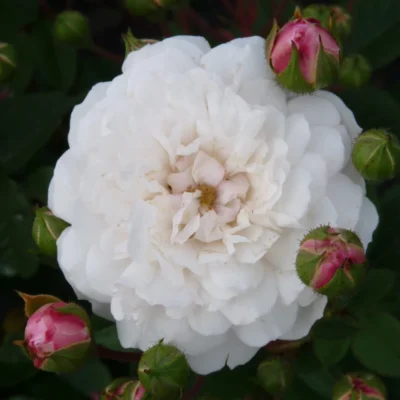 Felicite et Perpetue