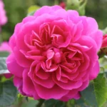 Gertrude Jekyll® David Austin