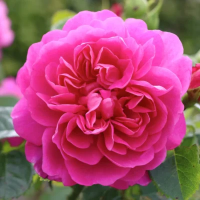 Gertrude Jekyll® David Austin