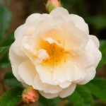 Ghislaine de Feligonde